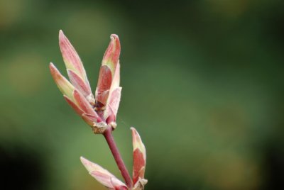 Acer shirasawanum 'Aureum' - javor shirasavanský - pupen detail